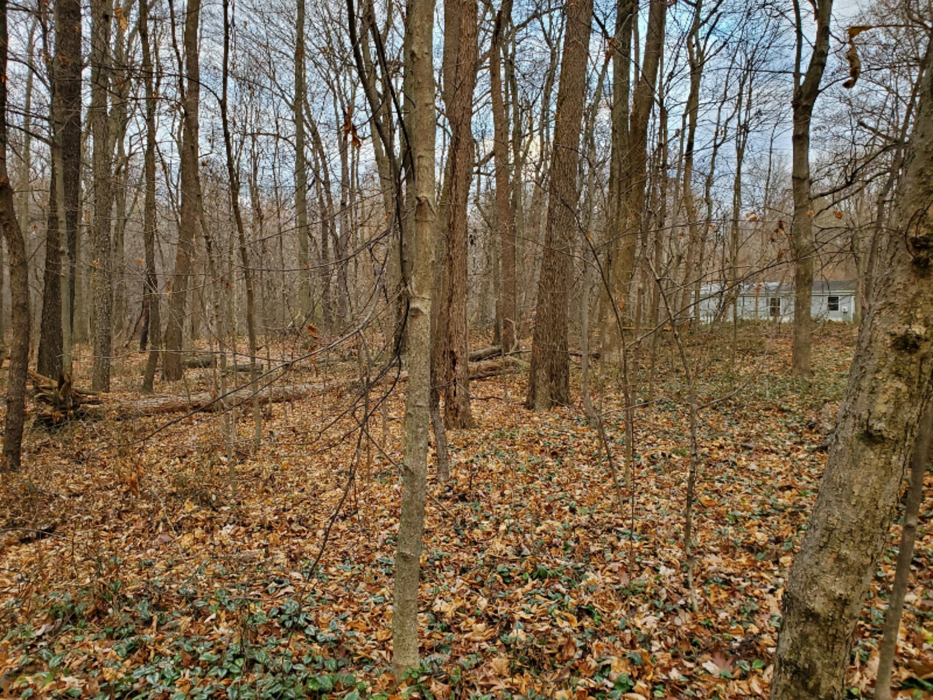 19 Forest Road Dowagiac, MI 49047 - Photo 4 of 6 20201207_162108