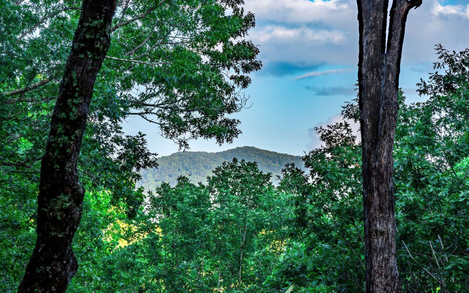 80 Posey Road Blue Ridge, GA 30513 - Photo 28 of 44 Additional View