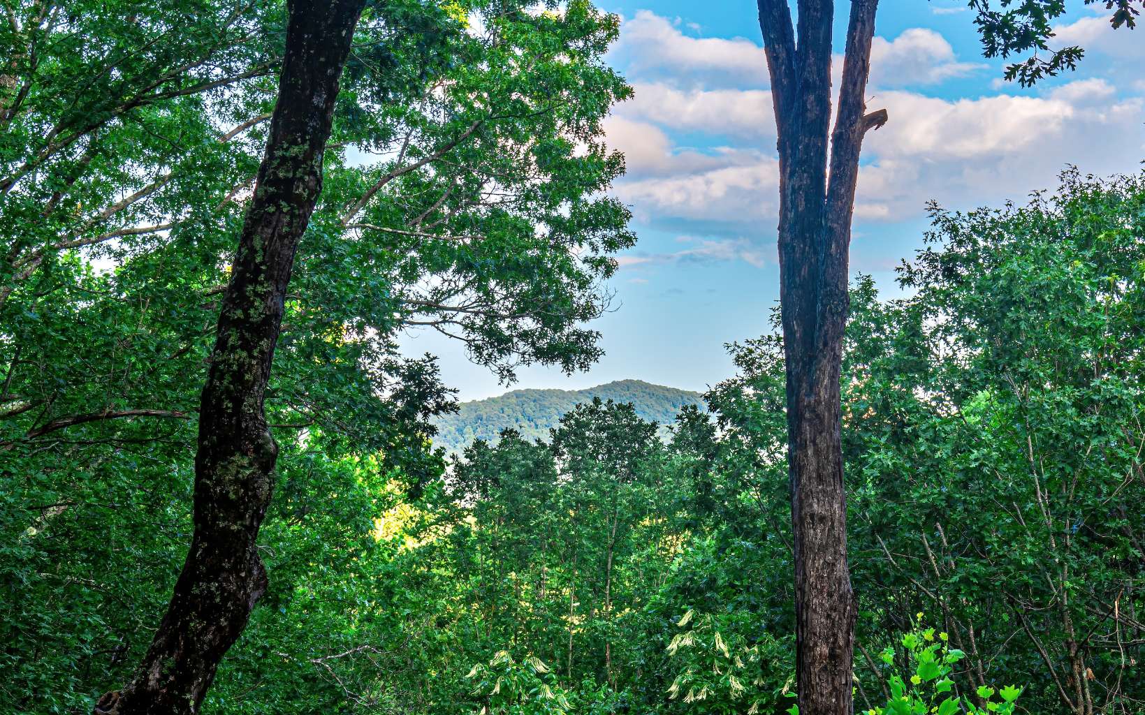 80 Posey Road Blue Ridge, GA 30513 - Photo 41 of 44 Additional View