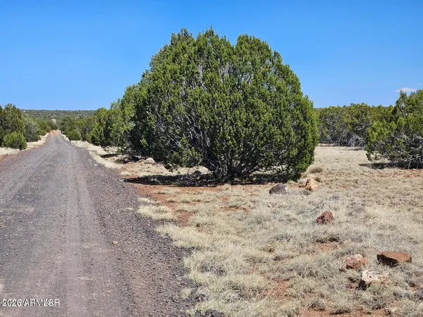 a view of a road from a yard