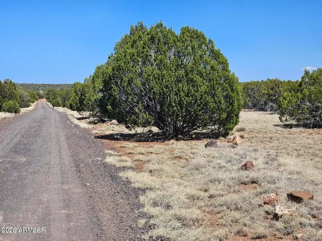 a view of a road from a yard