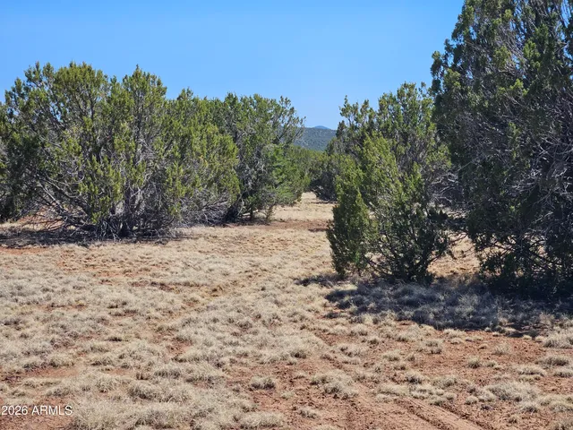 a view of a dry yard with trees in the background