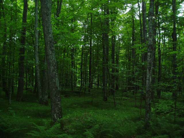 11586 Morgan Lake Road Long Lake, WI 54542 - Photo 12 of 12 Gallery Image 12