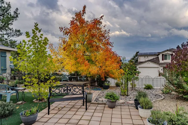 a view of a yard with plants and large trees