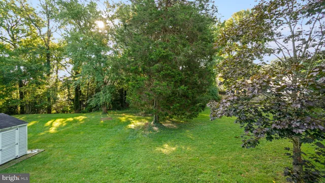 a lush green forest with lots of trees