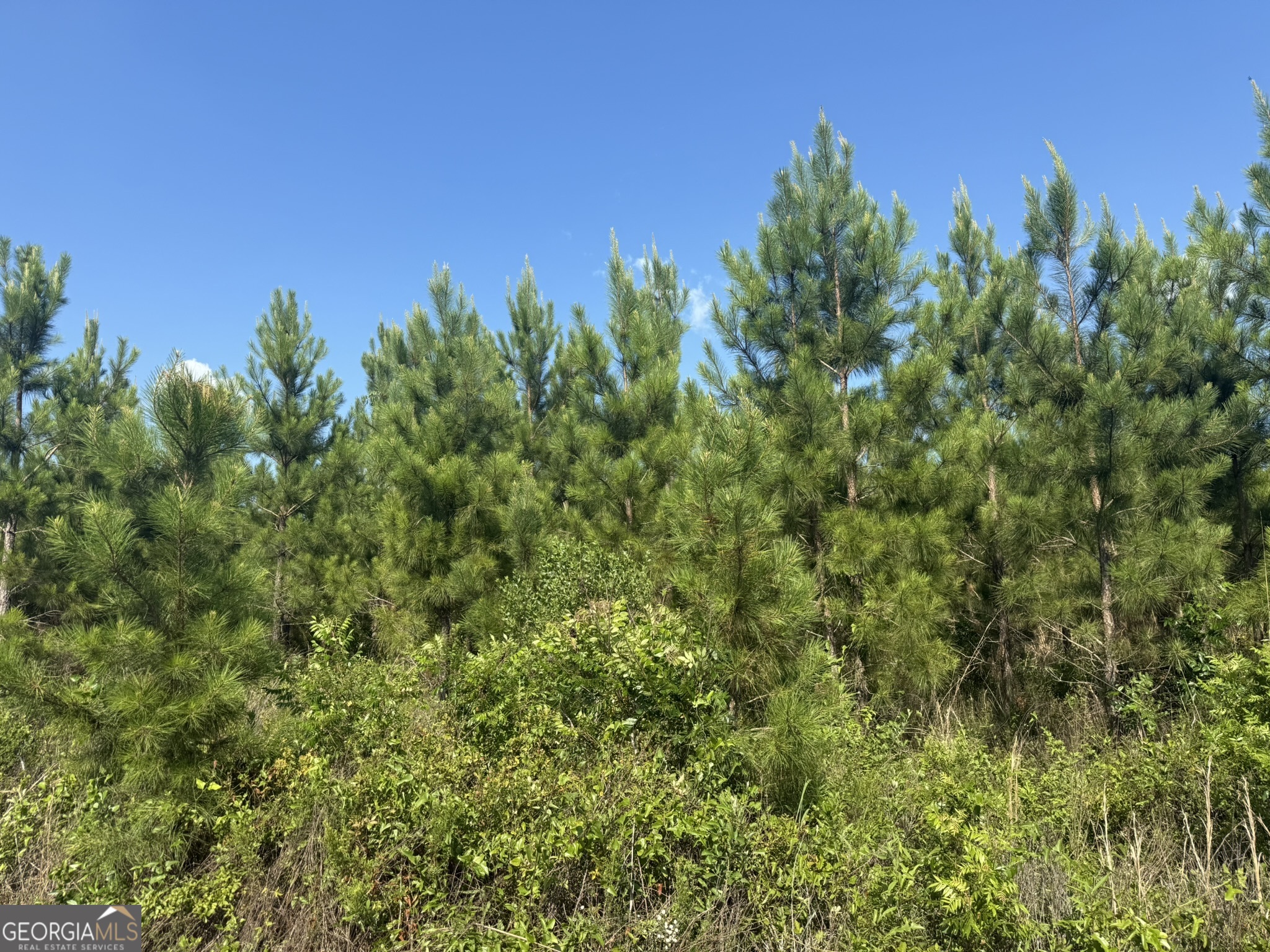 9 George Milling Road Cuthbert, GA 39840 - Photo 6 of 11