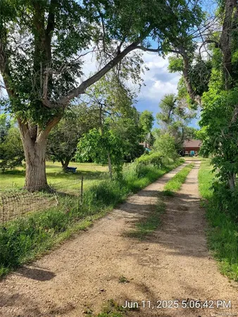 a view of a yard with plants and a large tree