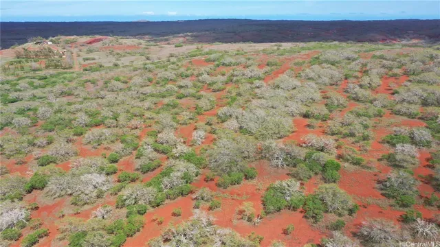 a view of a bunch of trees and bushes