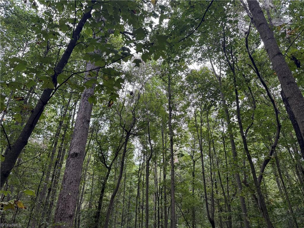 0 Mathis Mill Road Roaring River, NC 28669 - Photo 13 of 20