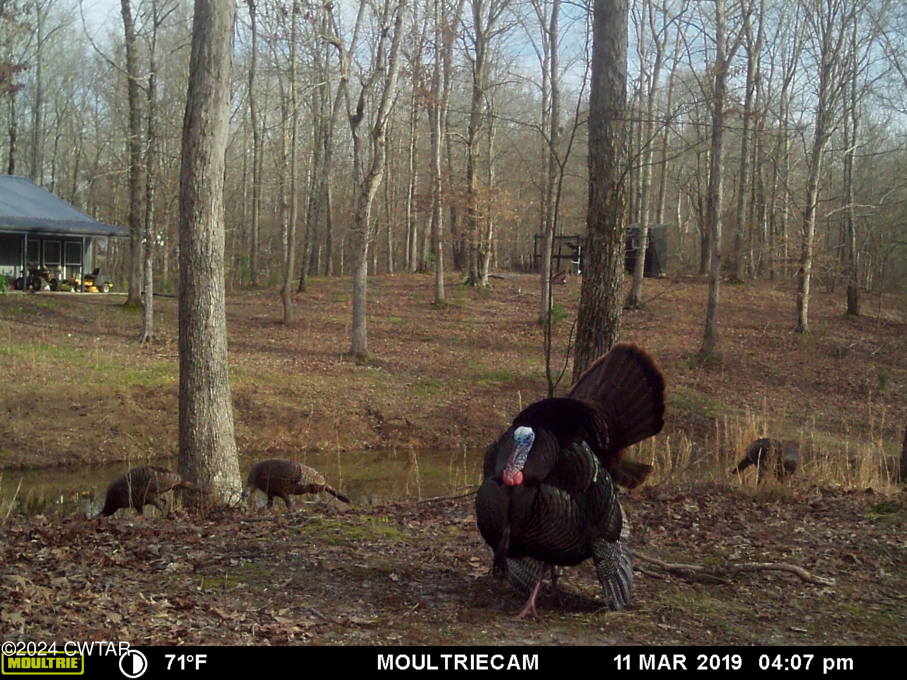 4020 Pine Top Road Toone, TN 38381 - Photo 31 of 41 Strutting Tom Backyard