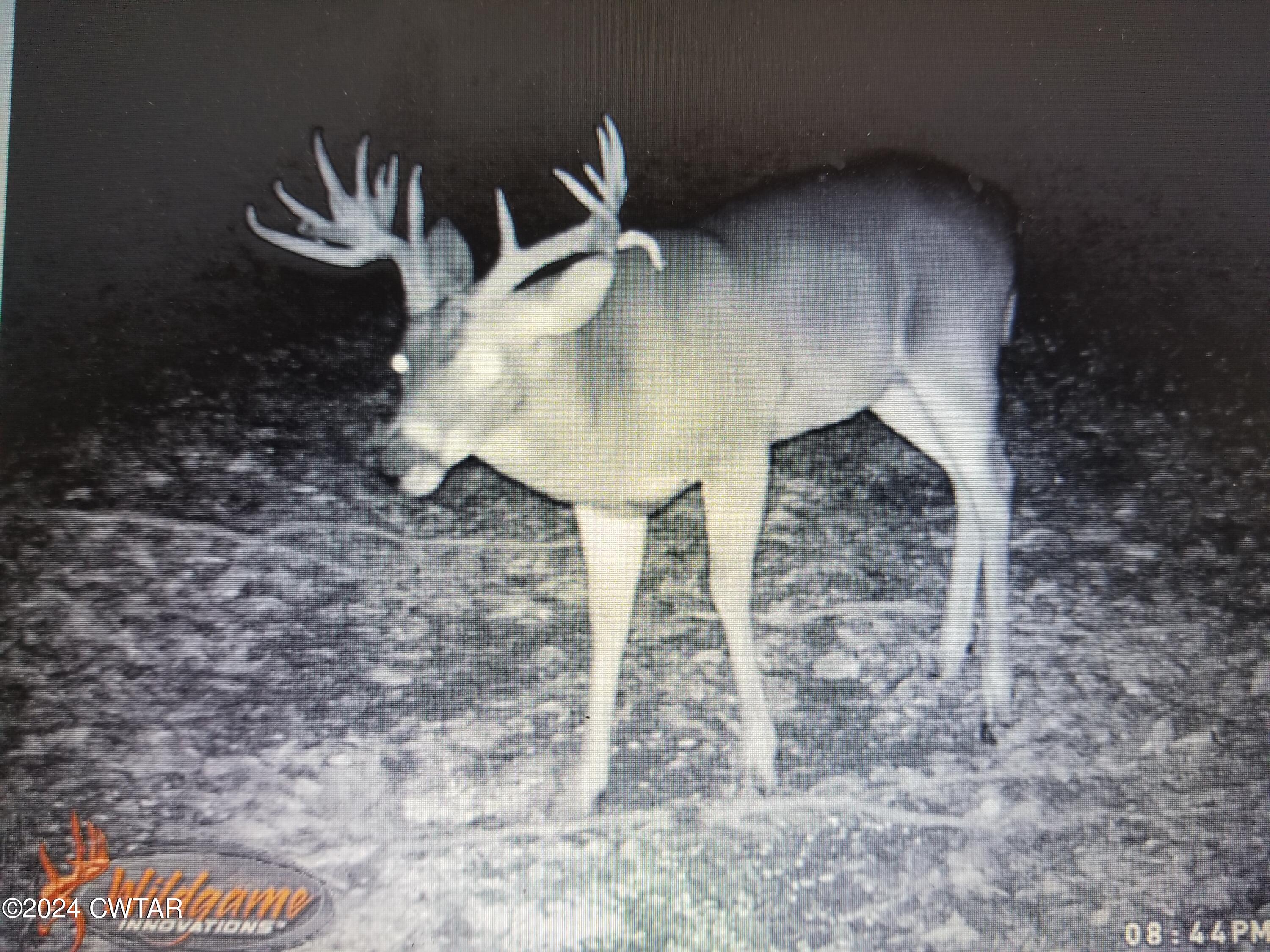 4020 Pine Top Road Toone, TN 38381 - Photo 36 of 41 17 point behind house near food plot