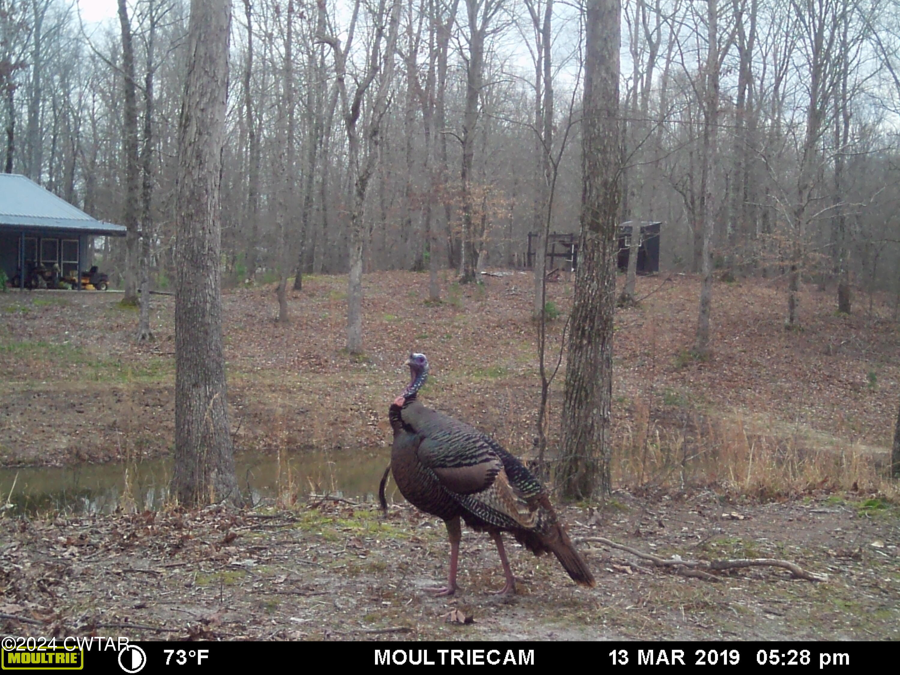 4020 Pine Top Road Toone, TN 38381 - Photo 40 of 41 Tom Turkey in Backyard