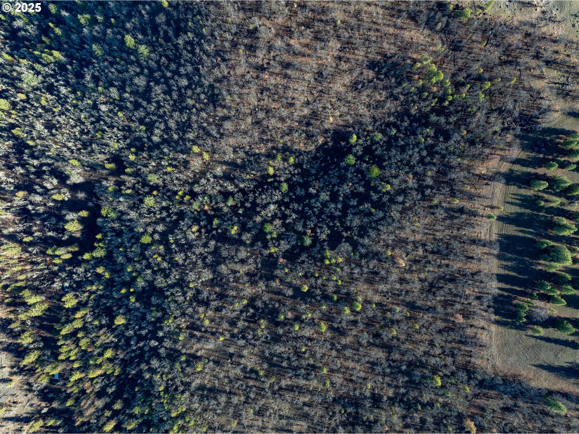 0 South Valley Road Dufur, OR 97021 - Photo 14 of 32 a picture of a tree