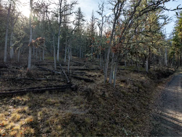 a view of a forest with trees in the background