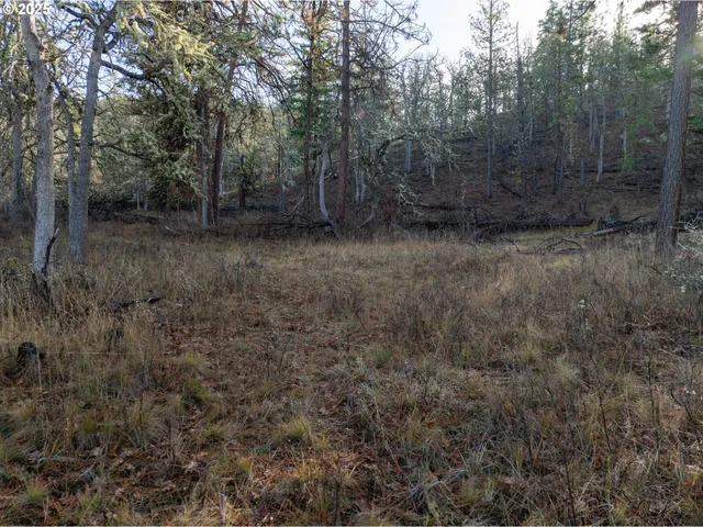 a view of a forest with trees in the background