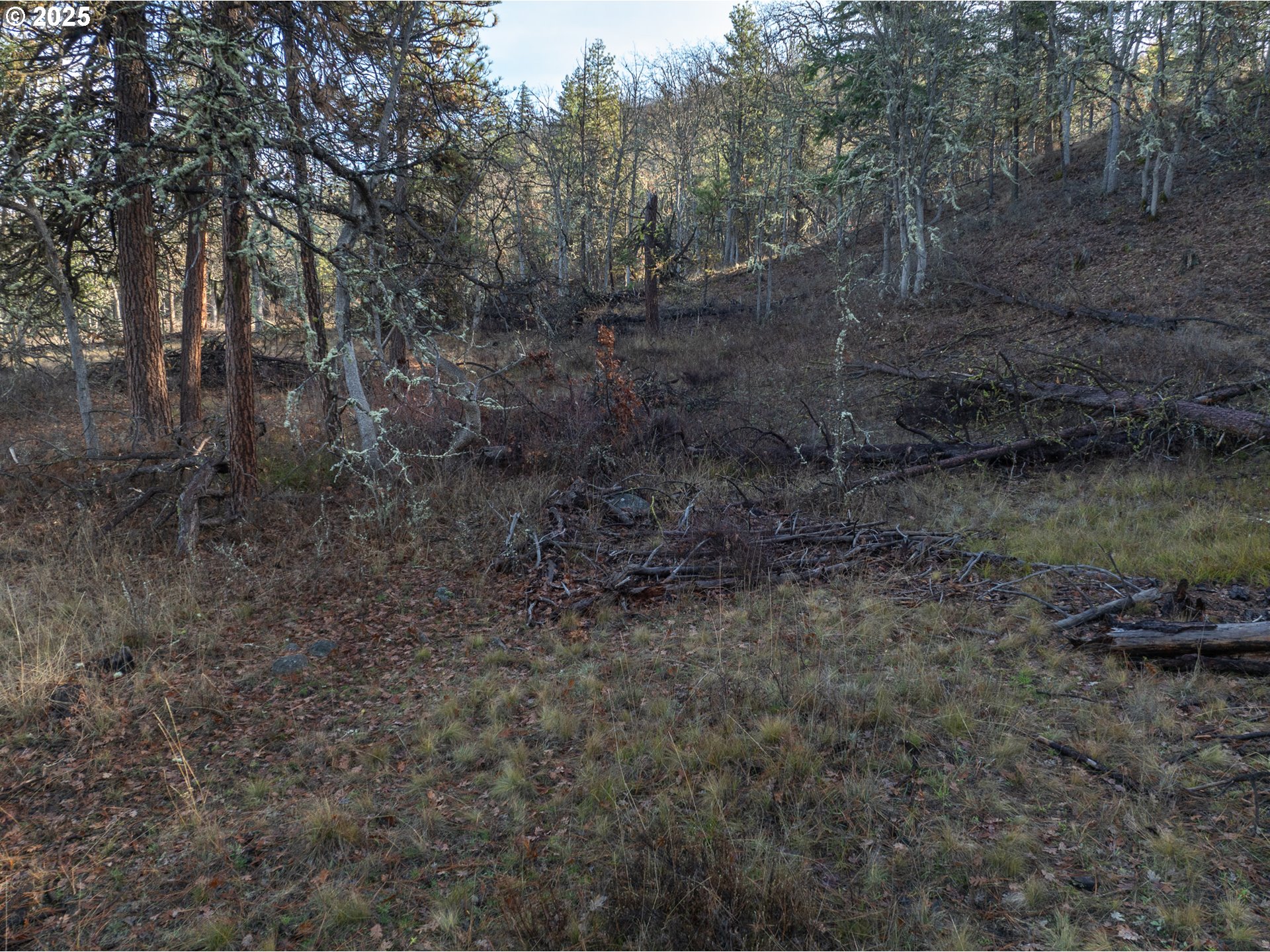 0 South Valley Road Dufur, OR 97021 - Photo 21 of 32 a view of a forest with trees in the background