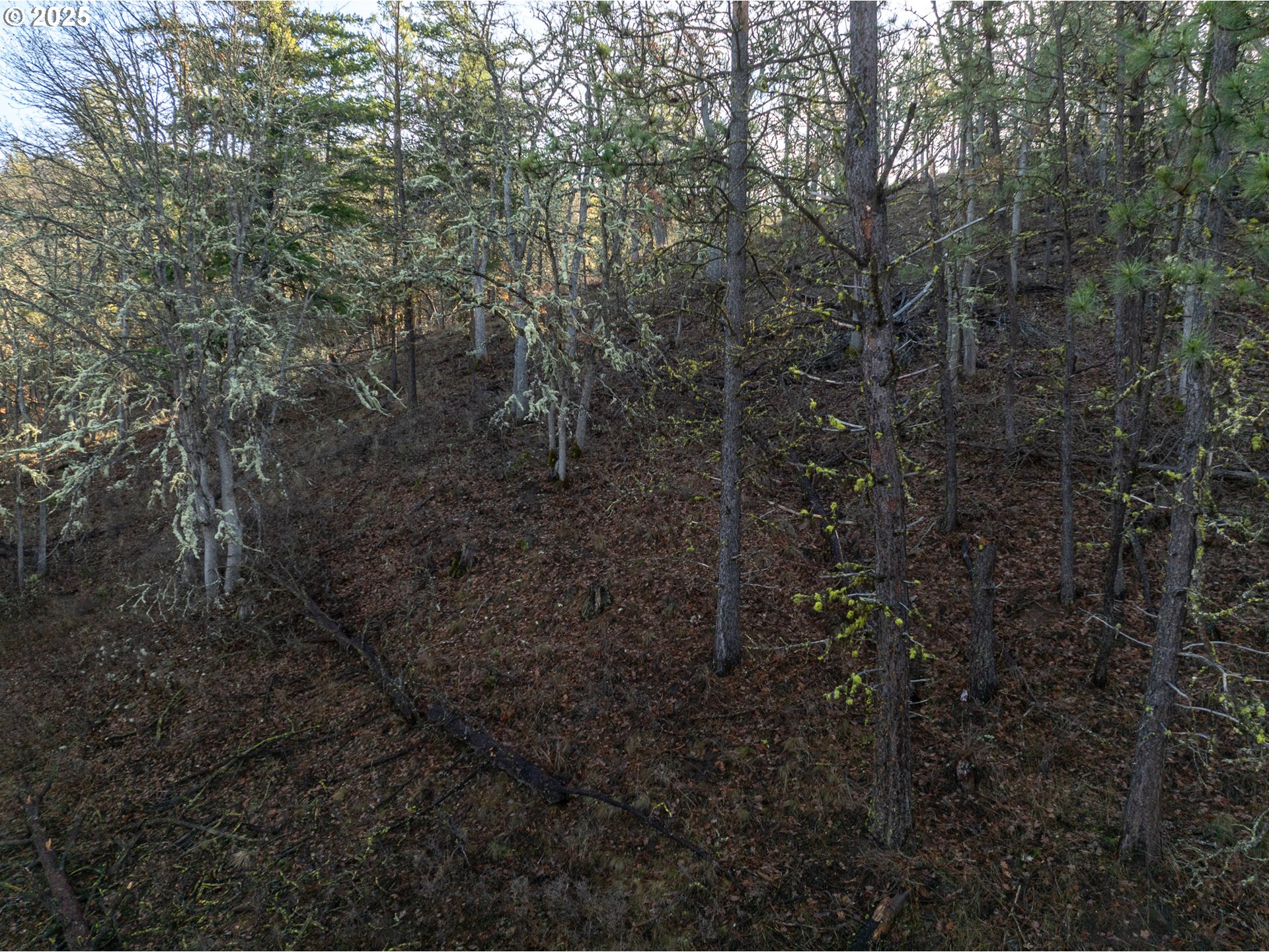 0 South Valley Road Dufur, OR 97021 - Photo 22 of 32 a view of a forest with trees in the background