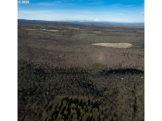a flag is sitting in the middle of forest