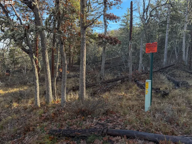a view of a forest with trees in the background