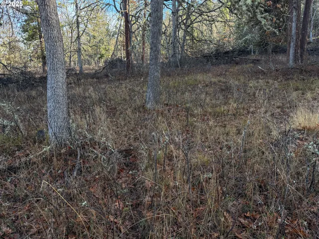 a view of a forest with trees in the background