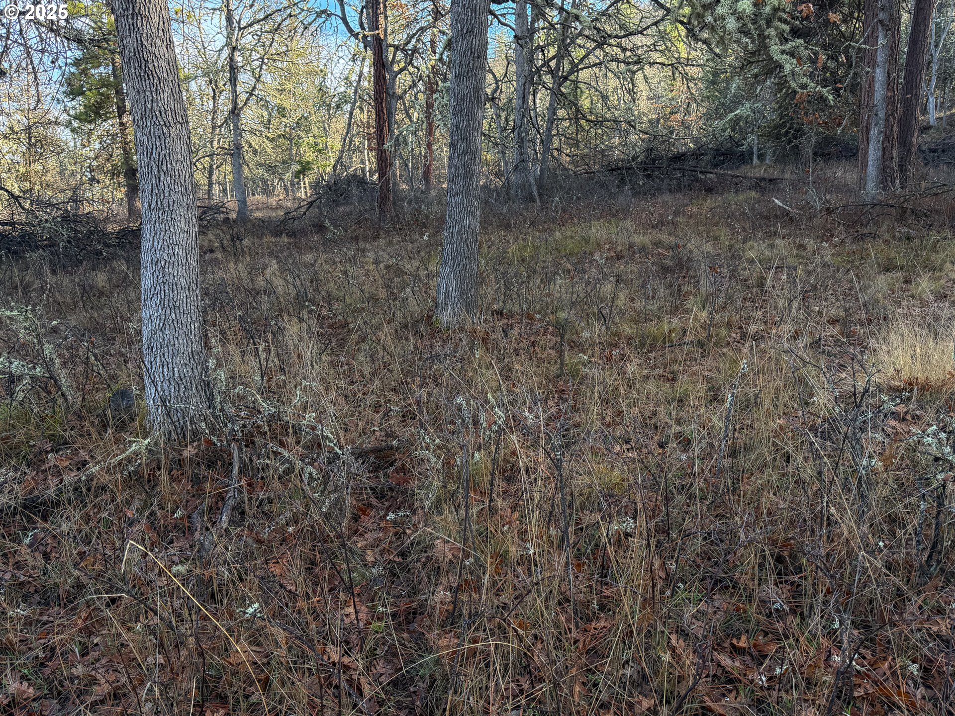 0 South Valley Road Dufur, OR 97021 - Photo 27 of 32 a view of a forest with trees in the background