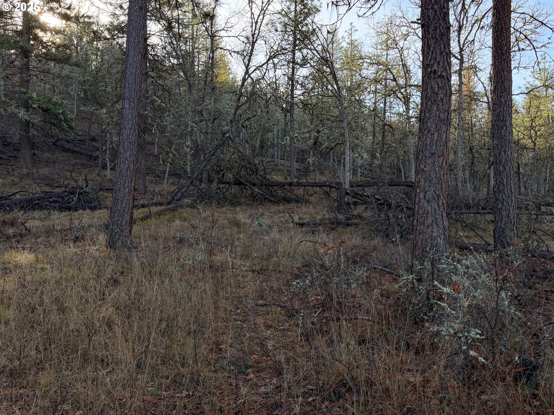 0 South Valley Road Dufur, OR 97021 - Photo 28 of 32 a view of a forest with trees in the background