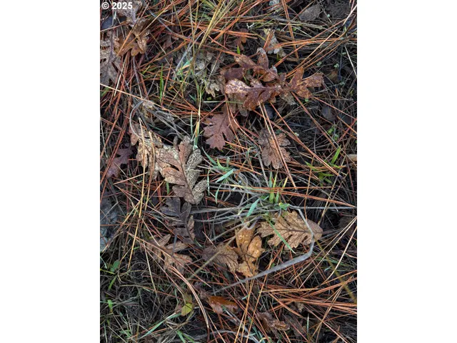 a view of a forest with trees in the background