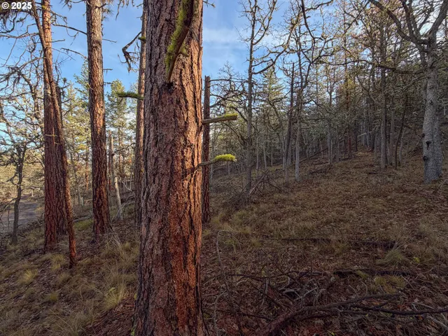 a view of a forest with trees