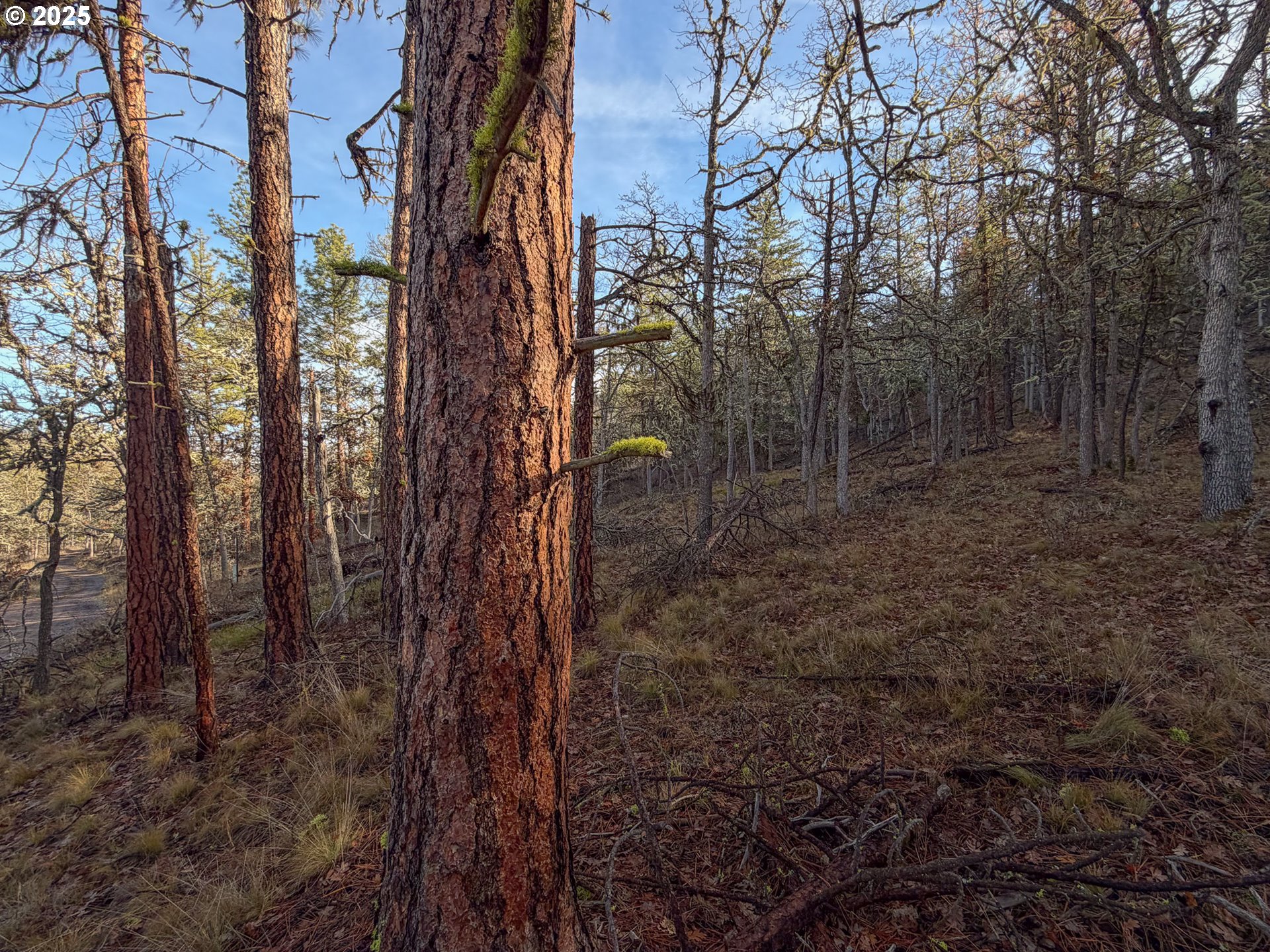 0 South Valley Road Dufur, OR 97021 - Photo 8 of 32 a view of a forest with trees