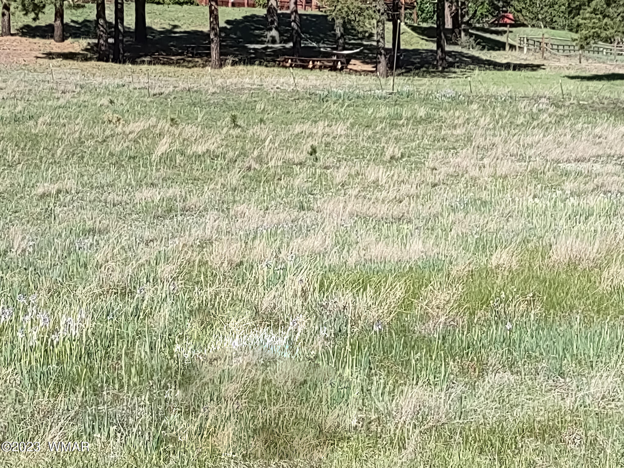 9 Rohrer Road Greer, AZ 85927 - Photo 4 of 4