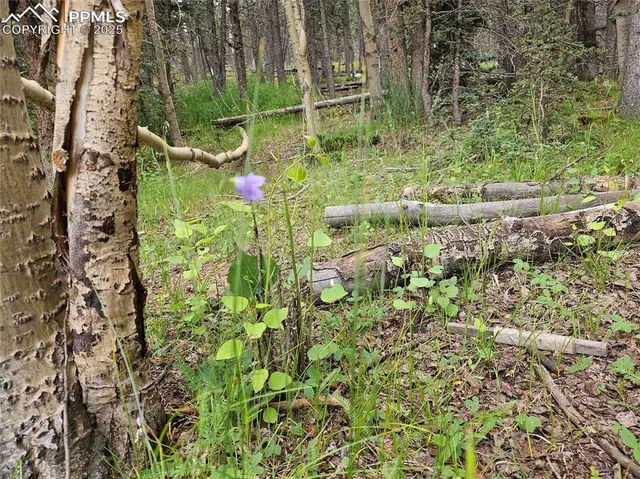 a view of banana tree