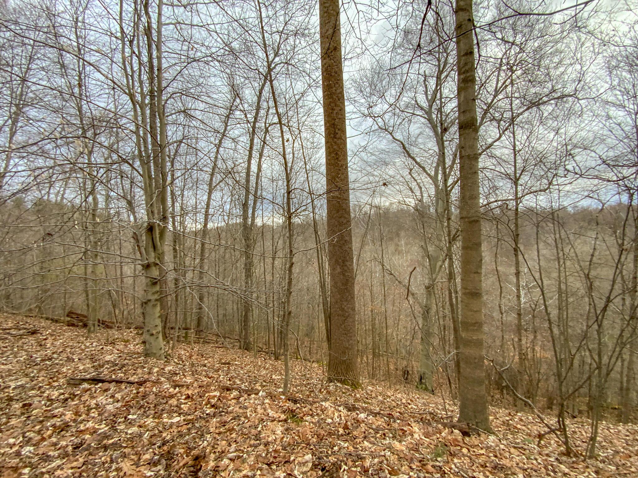 Lot 2 Fogle Road Caldwell, OH 43724 - Photo 8 of 23 IMG_5293
