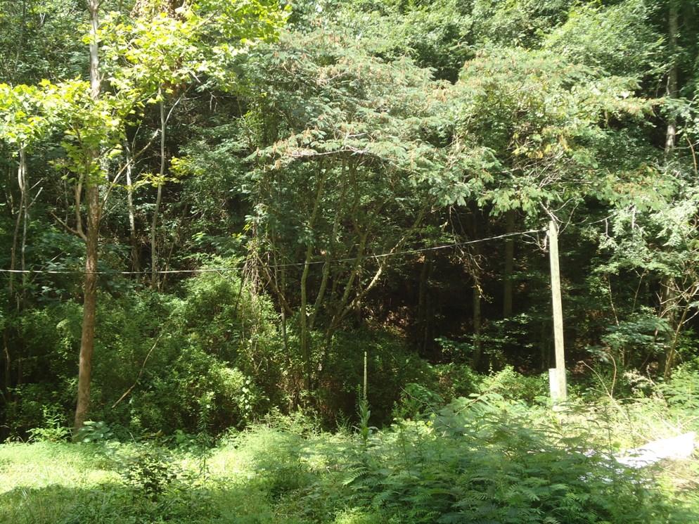 1-2 Laurel Creek Road Sevierville, TN 37876 - Photo 2 of 4 DSC08416