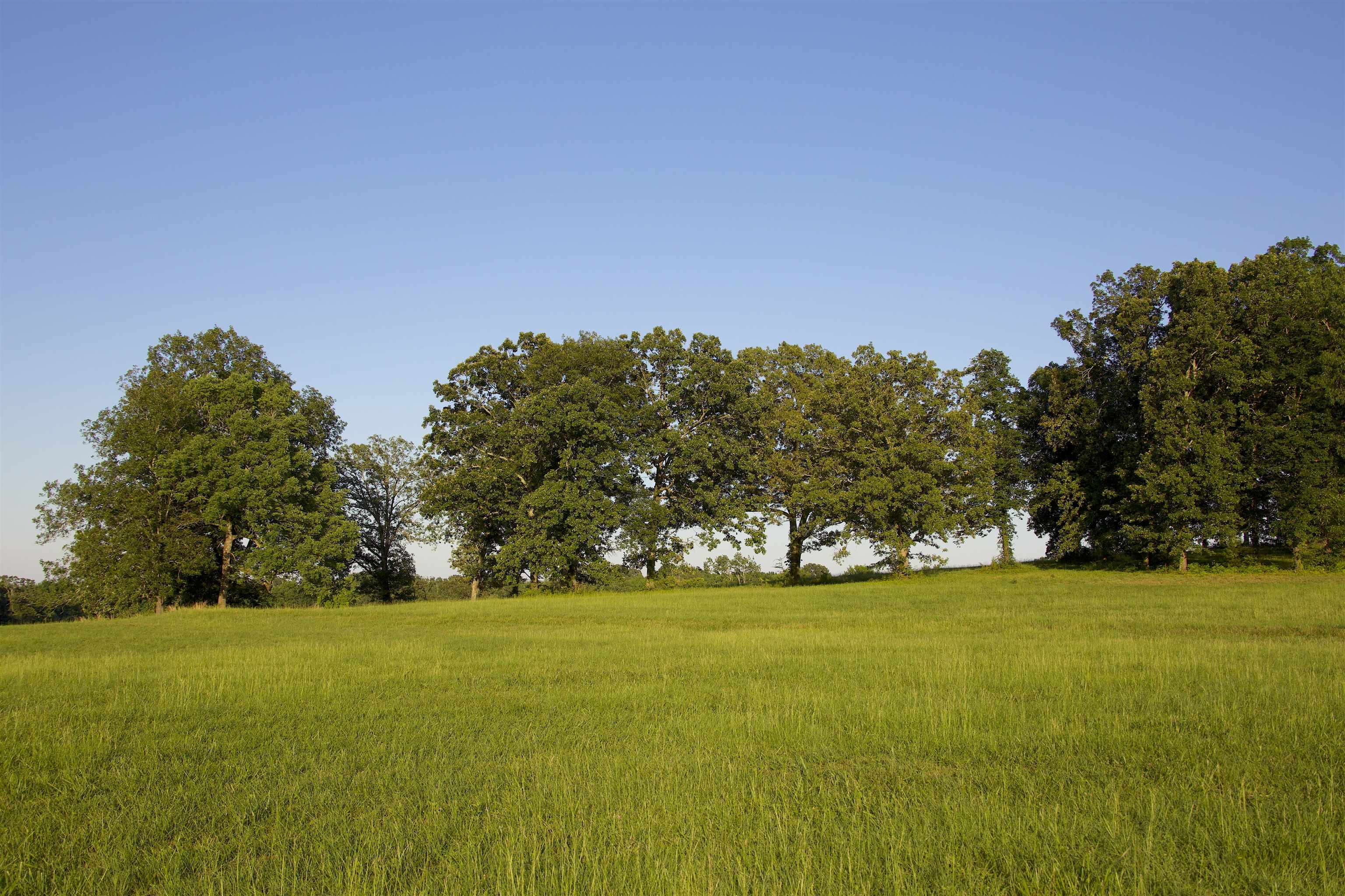2143 South Slayden Road Lamar, MS 38642 - Photo 13 of 34 View of local wilderness