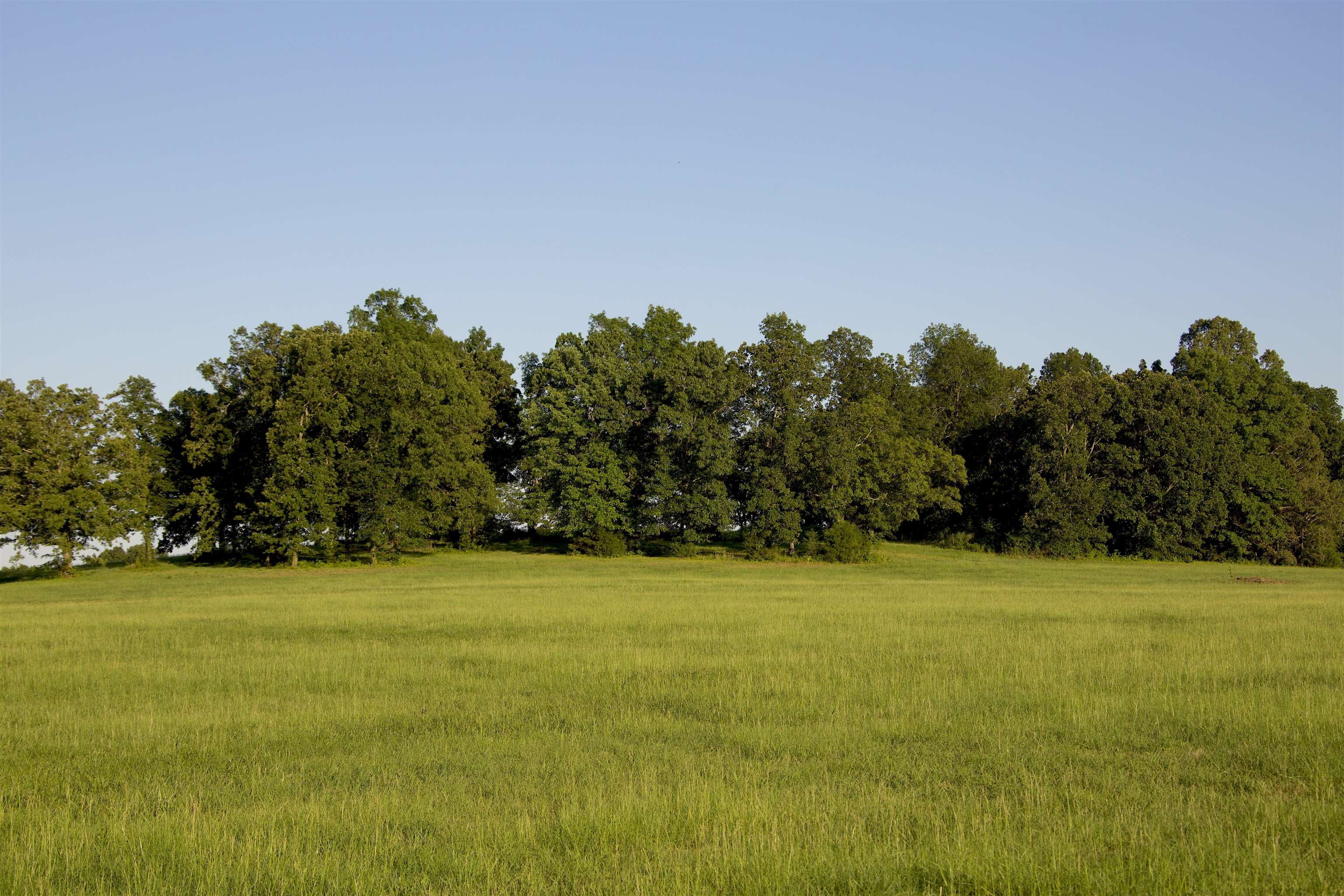 2143 South Slayden Road Lamar, MS 38642 - Photo 29 of 34 View of nature