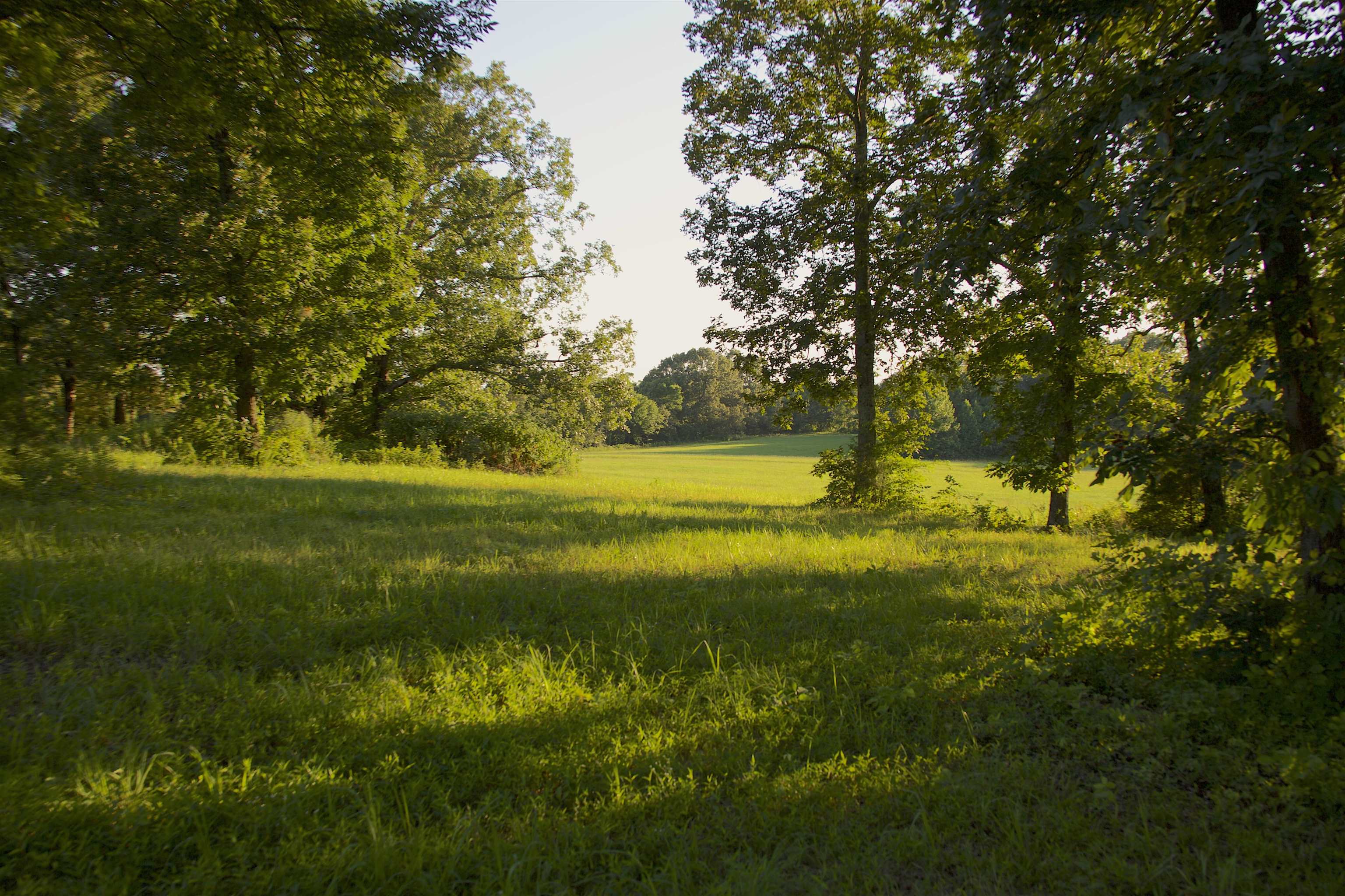 2143 South Slayden Road Lamar, MS 38642 - Photo 30 of 34 View of local wilderness