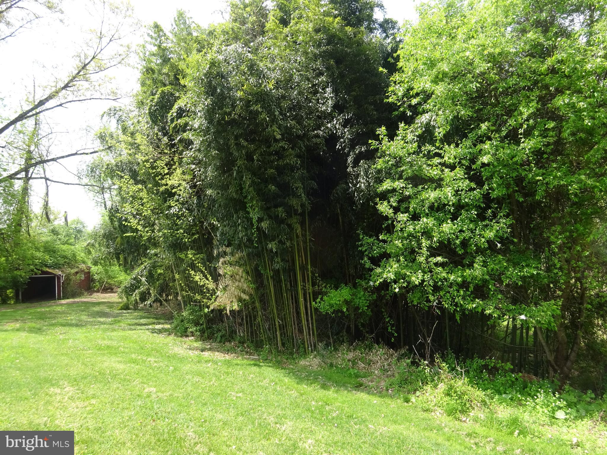 371 Wegman Road Reading, PA 19606 - Photo 83 of 113 Clearing Below Bamboo