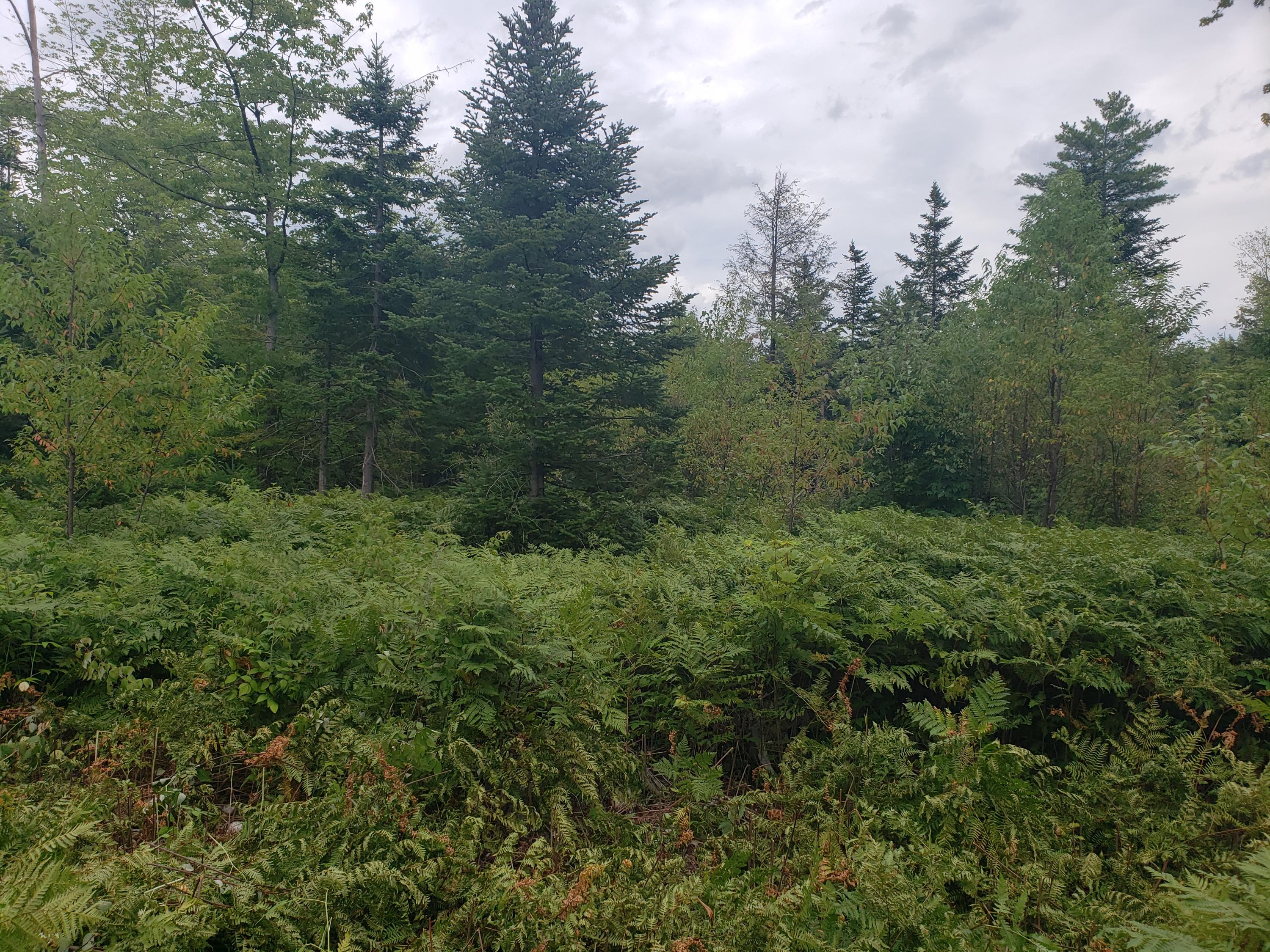 Tbd Lomie Rivers Road Jay, ME 04239 - Photo 28 of 30 20190813_131208