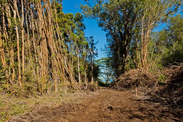 a view of a yard with trees