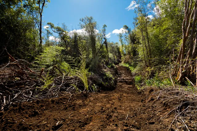a view of a plant in a garden