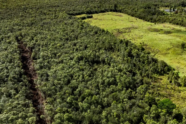 a view of a big yard with lots of bushes