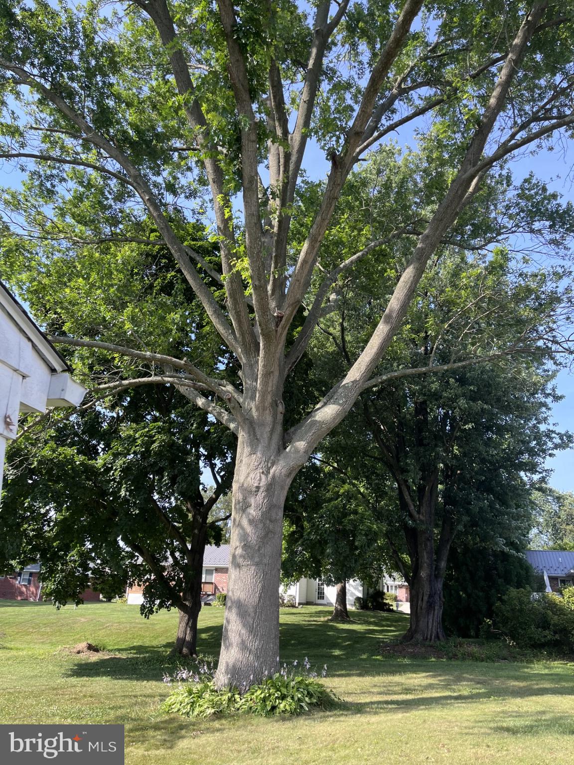 405 Harrington Road Bel Air, MD 21015 - Photo 8 of 8 a view of a trees with a yard