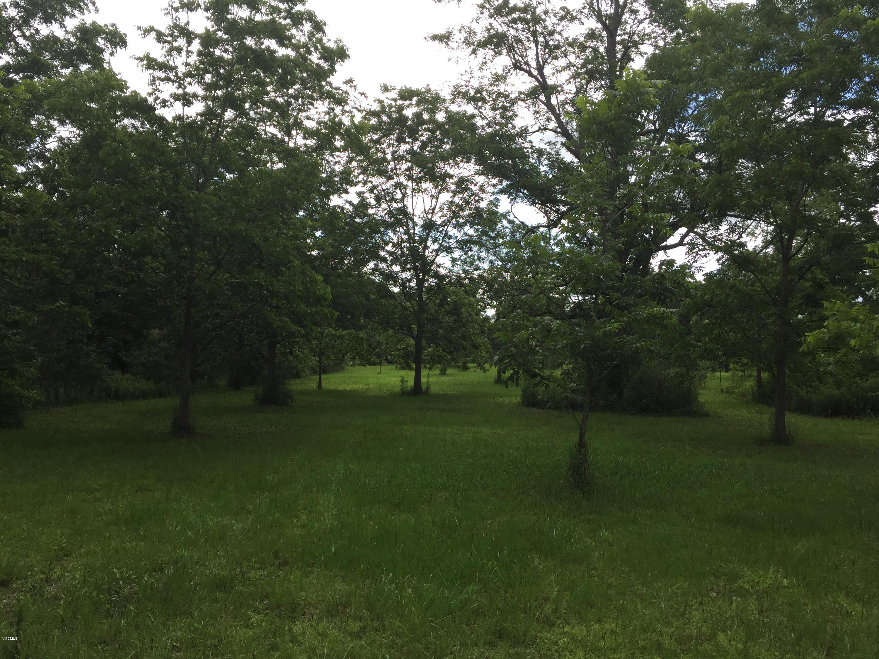 26369 Wolf Creek Road Kiln, MS 39556 - Photo 26 of 37 Orchard in spring