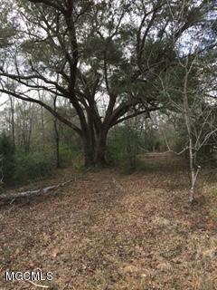 26369 Wolf Creek Road Kiln, MS 39556 - Photo 31 of 37 Orchard