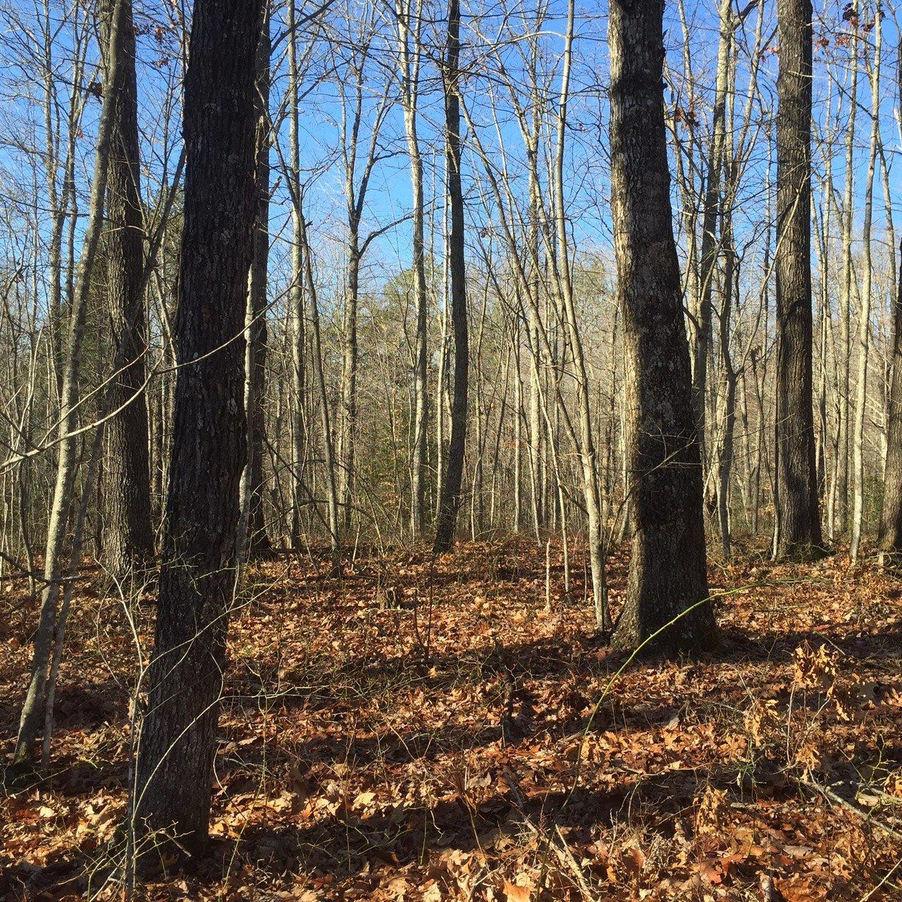 4255 Forest Service Road London, KY 40744 - Photo 2 of 7 Listing Photo