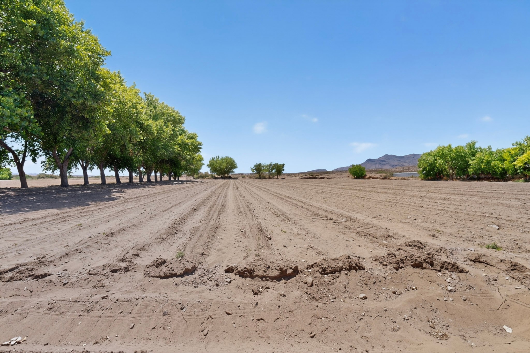 26 Schmittle Road Socorro, NM 87801 - Photo 73 of 80 Fields freshly planted in green chile