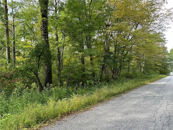 a view of a lush green forest