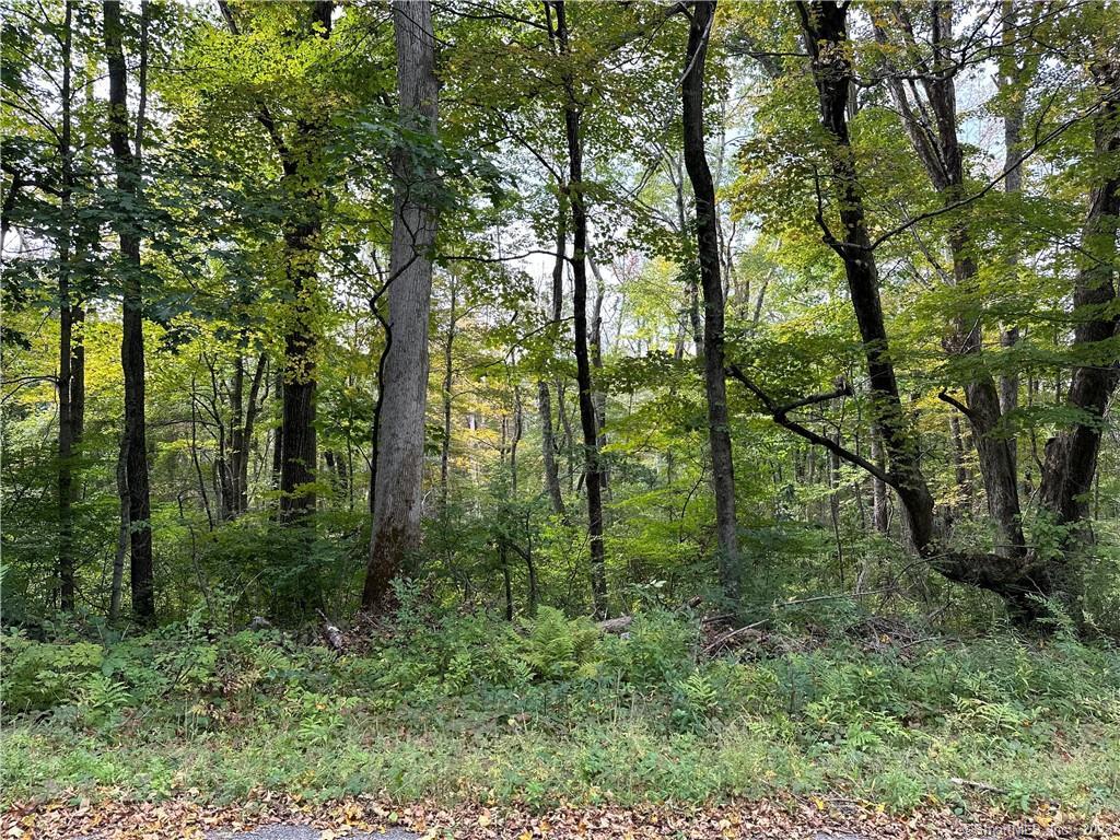 0 Lake Road Warren, CT 06754 - Photo 4 of 6 a view of forest