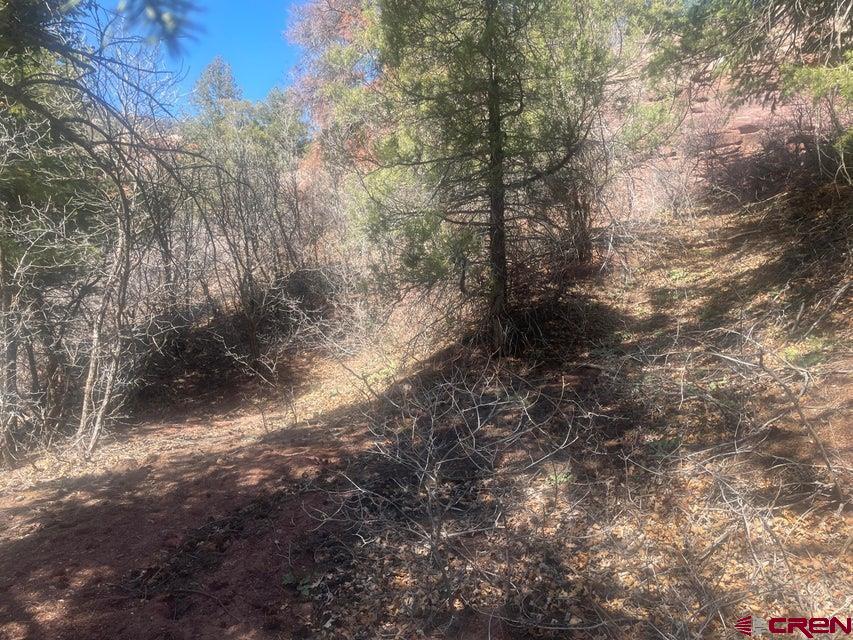 Lot 10-fall Cre 57t Fall Creek Road Placerville, CO 81430 - Photo 16 of 21 a view of a forest with trees in the background