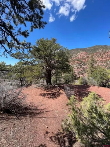 a view of a forest with trees